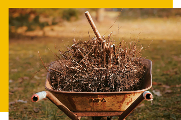dead bush in wheelbarrow 