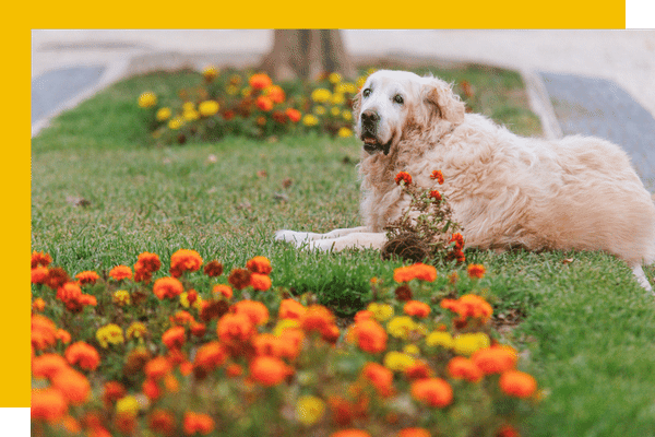 nice fall flower beds with dog next to them