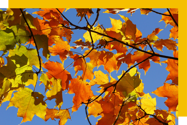 leaves changing colors