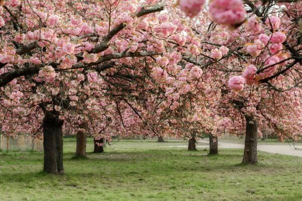 trees blooming in spring