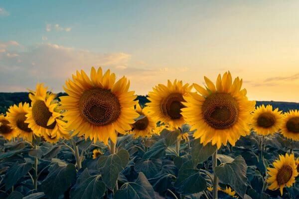 sunflowers