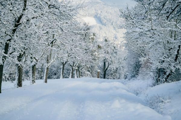 a snow-covered road and trees